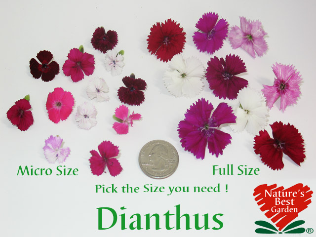 nbg micro flowers flower size pics