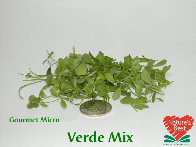NBG Micro & Petite Verde Mix